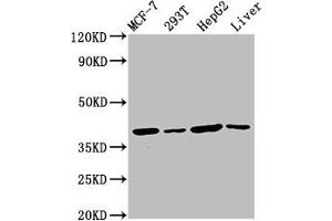 Western Blot Positive WB detected in: MCF-7 whole cell lysate, 293T whole cell lysate, HepG2 whole cell lysate, Mouse liver tissue All lanes: IBA57 antibody at 4. (IBA57 anticorps  (AA 286-356))