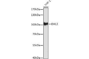 EML3 anticorps  (AA 300-530)