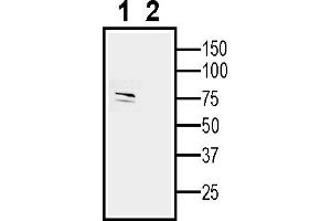 Western blot analysis of human SH-SY5Y neuroblastoma cell:1.
