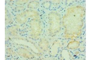 Immunohistochemistry of paraffin-embedded human kidney tissue using ABIN7172241 at dilution of 1:100 (TRAF5 anticorps  (AA 1-300))