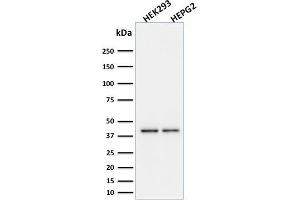 Western Blot Analysis of HEK293 and HepG2 cell lysates using PD-L1 Mouse Monoclonal Antibody (PDL1/2746).