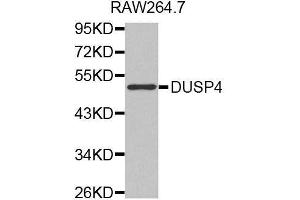 Western blot analysis of extracts of RAW264. (DUSP4 anticorps  (AA 1-168))