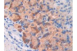 Detection of F5 in Mouse Stomach Tissue using Polyclonal Antibody to Coagulation Factor V (F5)