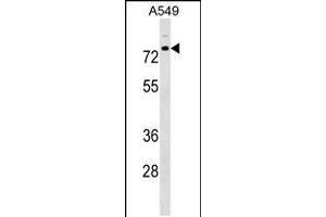 Western blot analysis in A549 cell line lysates (35ug/lane). (TRIM16 anticorps  (N-Term))