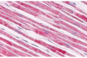 Image no. 2 for anti-Galanin Receptor 1 (GALR1) (Extracellular Domain) antibody (ABIN1048642)