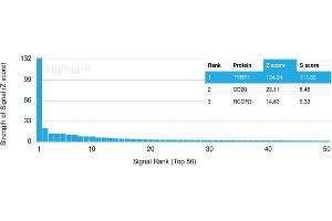 Analysis of Protein Array containing more than 19,000 full-length human proteins using TYRP1-Monospecific Mouse Monoclonal Antibody (TYRP1/3280) Z- and S- Score: The Z-score represents the strength of a signal that a monoclonal antibody (Monoclonal Antibody) (in combination with a fluorescently-tagged anti-IgG secondary antibody) produces when binding to a particular protein on the HuProtTM array.