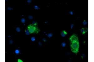 Anti-LPL mouse monoclonal antibody (ABIN2455195) immunofluorescent staining of COS7 cells transiently transfected by pCMV6-ENTRY LPL (RC203766).