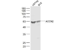 Lane 1: U87mg Cell lysates Lane 2: BV2 Cell lysates probed with ACCN2 Polyclonal Antibody, unconjugated  at 1:300 overnight at 4°C followed by a conjugated secondary antibody for 60 minutes at 37°C. (ASIC1 anticorps  (AA 332-460))