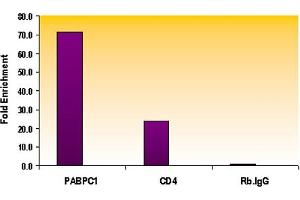 Histone H3 monomethyl Lys79 antibody tested by ChIP analysis. (Histone 3 anticorps  (meLys79))