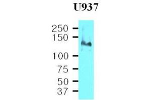 Cell lysates of U937(40 ug) were resolved by SDS-PAGE, transferred to nitrocellulose membrane and probed with anti-human CD29 (1:500). (ITGB1 anticorps  (AA 34-141))