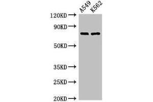 Western Blot Positive WB detected in: A549 whole cell lysate, K562 whole cell lysate All lanes: POLH antibody at 2. (POLH anticorps  (AA 408-609))
