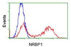 Flow Cytometry (FACS) image for anti-Nuclear Receptor Binding Protein 1 (NRBP1) antibody (ABIN1499828) (NRBP1 anticorps)