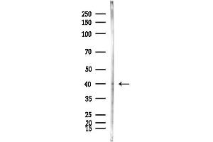 Western blot analysis of lysates from HepG2 cells(heat-shock,45 min treatment), using MICA Antibody at 1/1000 dilution.
