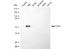 Western blotting analysis using LSP1 antibody (ABIN7799294).