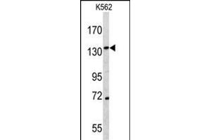 Western blot analysis of C antibody (N-term) (ABIN391501 and ABIN2841466) in K562 cell line lysates (35 μg/lane). (CD163 anticorps  (N-Term))