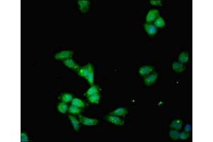 Immunofluorescent analysis of HepG2 cells using ABIN7156207 at dilution of 1:100 and Alexa Fluor 488-congugated AffiniPure Goat Anti-Rabbit IgG(H+L)