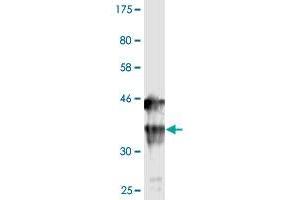 Western Blot detection against Immunogen (36. (IL1A anticorps  (AA 172-271))