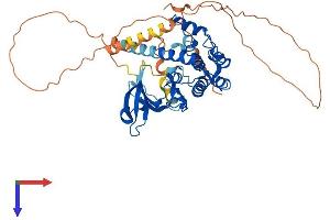 AlphaFold protein structure predicition of Human Recombinant CAMK4 Protein, UniprotID Q16566