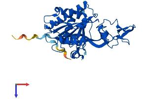 AlphaFold protein structure predicition of Human Recombinant ACY3 Protein, UniprotID Q96HD9