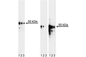 Western Blotting (WB) image for anti-GATA Binding Protein 3 (GATA3) antibody (ABIN967621)