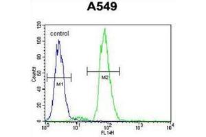 Flow cytometric analysis of A549 cells using  RAD17 Antibody  (right histogram) compared to a negative control cell (left histogram). (RAD17 anticorps  (Middle Region))