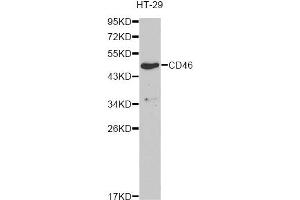 Western blot analysis of extracts of HT-29 cells, using CD46 antibody (ABIN6293305) at 1:1000 dilution. (CD46 anticorps)