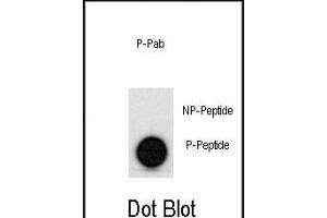 Dot blot analysis of anti-hp53- Phospho-specific Pab (ABIN389620 and ABIN2839624) on nitrocellulose membrane. (p53 anticorps  (pSer315))
