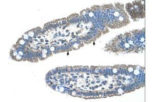 anti-Sphingosine-1-Phosphate Receptor 5 (S1PR5) (N-Term) antibody