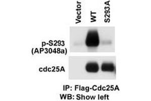 The anti-Phospho-CDC25A- Pab (ABIN389530 and ABIN2839578) is used in Western blot to detect Phospho-CDC25A- in cells transfected with wild type or mutant A of CDC25A. (CDC25A anticorps  (pSer293))