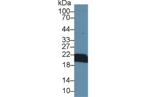 Western blot analysis of Mouse Kidney lysate, using Mouse CYPB Antibody (1 µg/ml) and HRP-conjugated Goat Anti-Rabbit antibody ( (PPIB anticorps  (AA 34-216))
