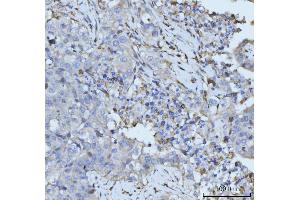 IHC analysis of PLD3 using anti-PLD3 antibody (ABIN7599439). (PLD3 anticorps  (AA 1-490))