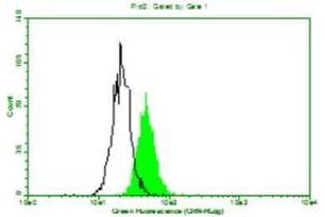 Above is the histogram of Mouse anti-Human beta 2 Micro Globulin monoclonal antibody (D2A10) 1:100 (10ug/mL) staining of Hela cells. (beta-2 Microglobulin anticorps)