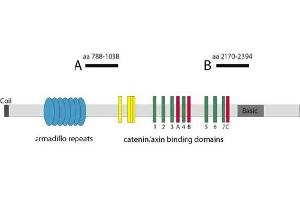 Image no. 1 for anti-Adenomatous Polyposis Coli (APC) antibody (ABIN1105396) (APC anticorps)