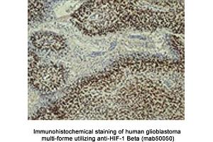 Image no. 1 for anti-Aryl Hydrocarbon Receptor Nuclear Translocator (ARNT) (AA 496-789) antibody (ABIN363204)