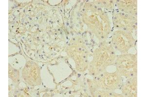Immunohistochemistry of paraffin-embedded human kidney tissue using ABIN7155725 at dilution of 1:100