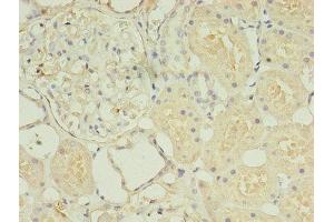 Immunohistochemistry of paraffin-embedded human kidney tissue using ABIN7155725 at dilution of 1:100 (HOXA6 anticorps  (AA 1-233))