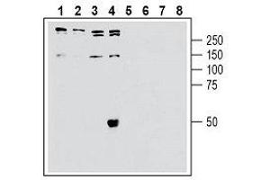 Western blot analysis of human Jurkat T-cell leukemia cell line lysate (lanes 1 and 5), human SH-SY5Y neuroblastoma cell line lysate (lanes 2 and 6), human Colo-205 colon adenocarcinoma cell line lysate (lanes 3 and 7) and HepG2 hepatocellular carcinoma (lanes 4 and 8): - 1-4. (SORL1 anticorps  (Extracellular, N-Term))