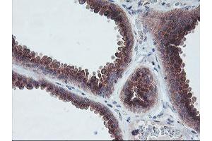 Image no. 9 for anti-Archain 1 (ARCN1) antibody (ABIN1497571)