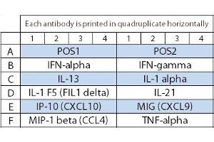 Image no. 1 for Bovine Cytokine Array Q1 (ABIN4956015)