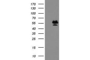 Image no. 2 for anti-Protein Arginine Methyltransferase 2 (PRMT2) antibody (ABIN1500419) (PRMT2 anticorps)