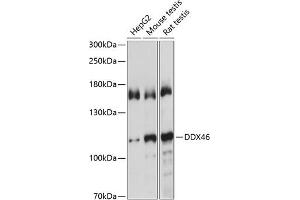 Western blot analysis of extracts of various cell lines, using DDX46 antibody  at 1:1000 dilution. (DDX46 anticorps  (AA 682-1031))