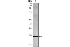 Western Blotting (WB) image for anti-Interferon gamma (IFNG) antibody (ABIN1107646) (Interferon gamma anticorps)