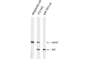Western Blotting (WB) image for anti-TEV (Cut Protease Site) antibody (ABIN1742525) (TEV (Cut Protease Site) anticorps)