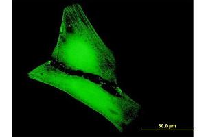 Immunofluorescence of purified MaxPab antibody to MGC50559 on HeLa cell.