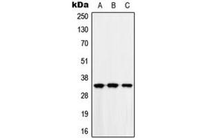 Western blot analysis of MAD2L1BP expression in HEK293T (A), Raw264. (MAD2L1BP anticorps  (N-Term))