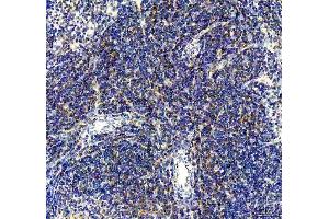 anti-CD80 (CD80) (AA 35-244) antibody