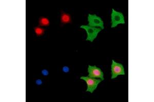 ABIN7096643 and ABIN7100708 staining HepG2 cells by IF/ICC.