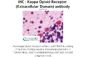 Image no. 1 for anti-Opioid Receptor, kappa 1 (OPRK1) (2nd Extracellular Domain) antibody (ABIN1736158) (OPRK1 anticorps  (2nd Extracellular Domain))