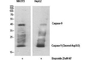 Western Blot (WB) analysis of specific cells using Cleaved-Caspase-9 (D353) Polyclonal Antibody. (Caspase 9 anticorps  (Asp353, cleaved))