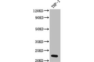 Western Blot Positive WB detected in: THP-1 whole cell lysate All lanes: IL23 antibody at 1:1000 Secondary Goat polyclonal to rabbit IgG at 1/50000 dilution Predicted band size: 21 kDa Observed band size: 21 kDa (Recombinant IL23A anticorps)